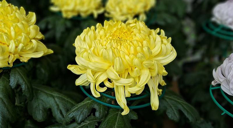 大菊 金山 (圖片9)