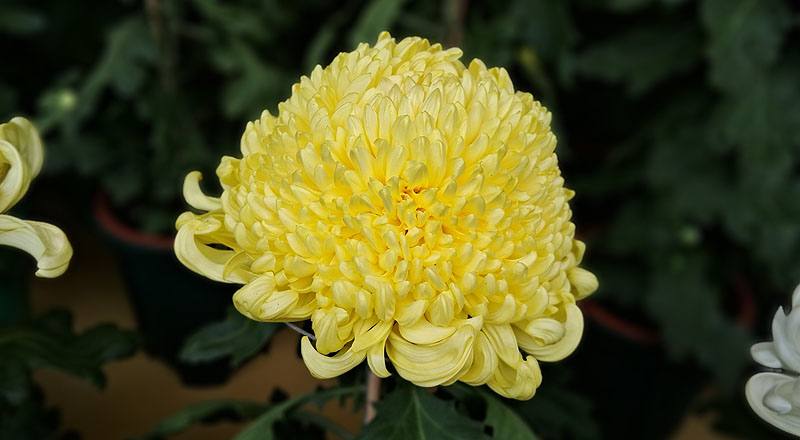 大菊 金山 (圖片2)