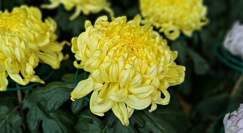 大菊 金山 (圖片6)