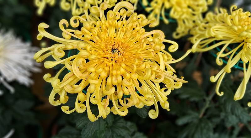 大菊 金碧輝煌 (圖片1)