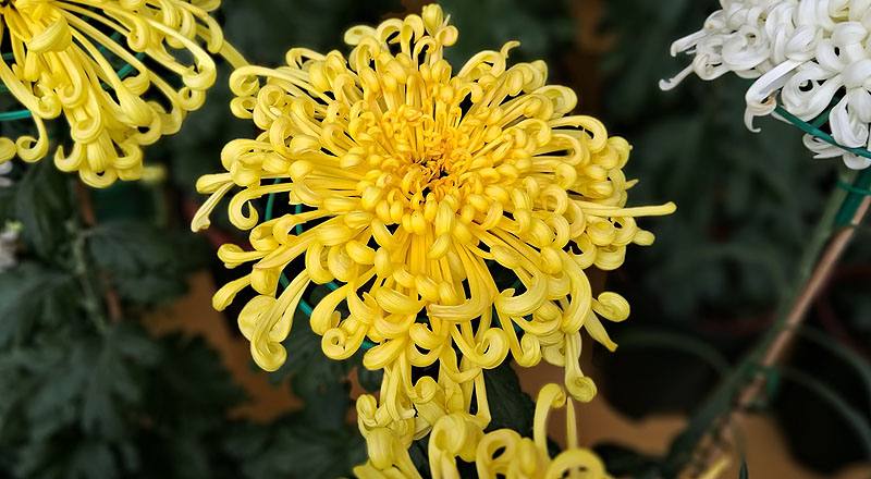 大菊 金碧輝煌 (圖片3)