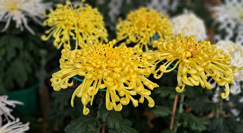 大菊 金碧輝煌 (圖片5)