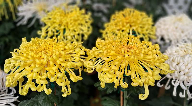 大菊 金碧輝煌 (圖片4)