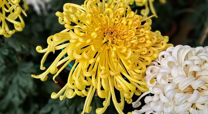 大菊 金碧輝煌 (圖片2)