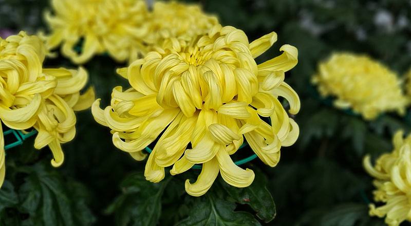 大菊 泉鄉新綠 (圖片5)