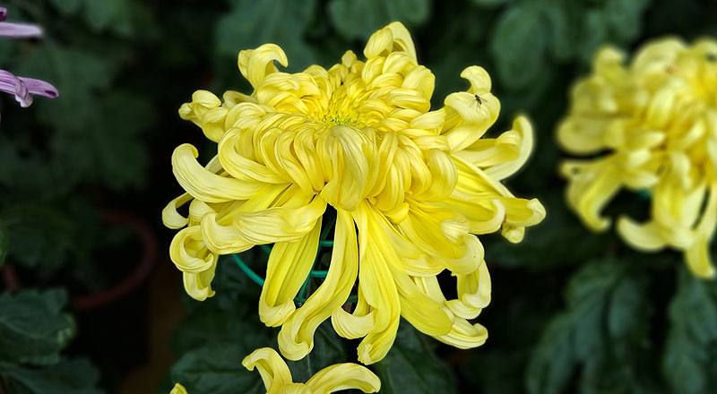 大菊 泉鄉新綠 (圖片3)