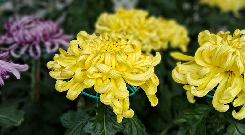 大菊 泉鄉新綠 (圖片4)