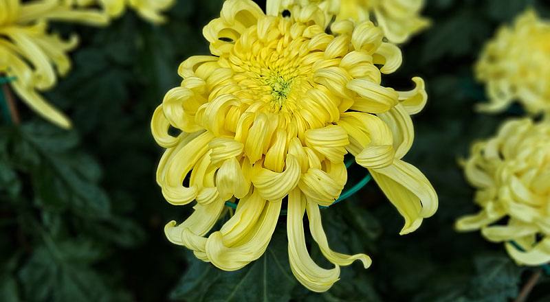 大菊 泉鄉新綠 (圖片1)