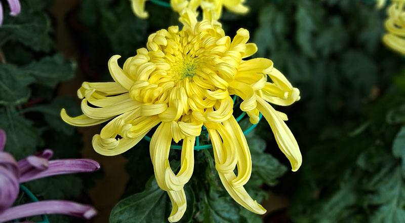 大菊 泉鄉新綠 (圖片2)