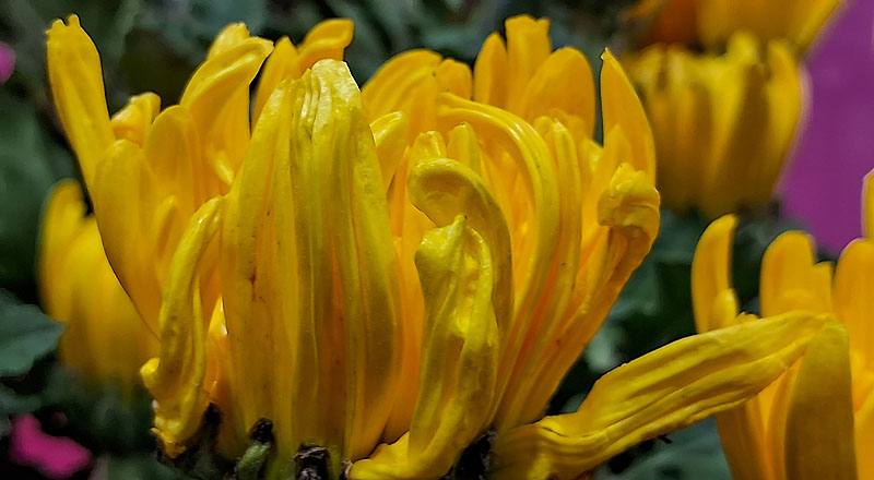 大菊 秋之卉 (圖片4)