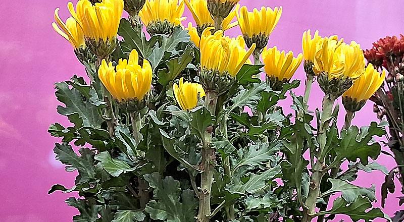 大菊 秋之卉 (圖片1)