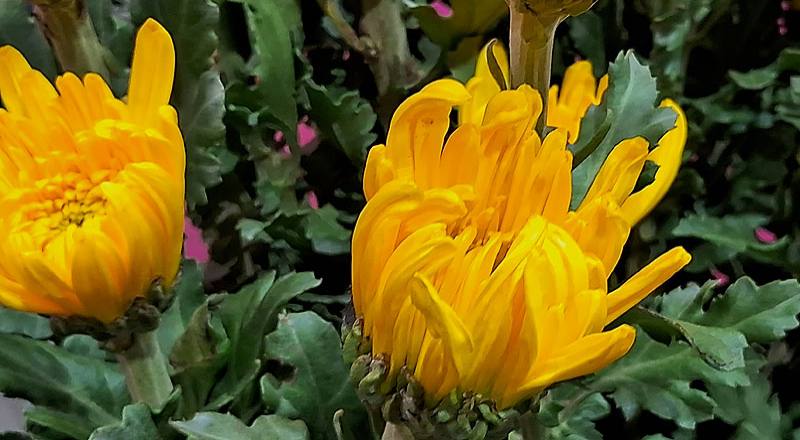 大菊 秋之卉 (圖片6)