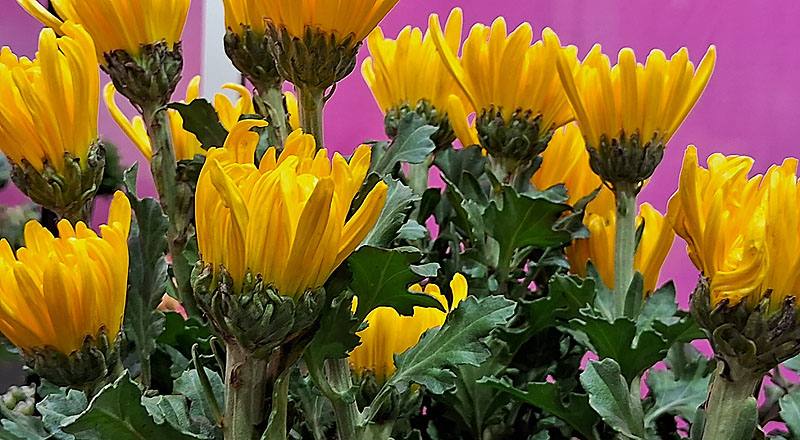 大菊 秋之卉 (圖片2)