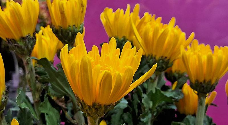 大菊 秋之卉 (圖片3)