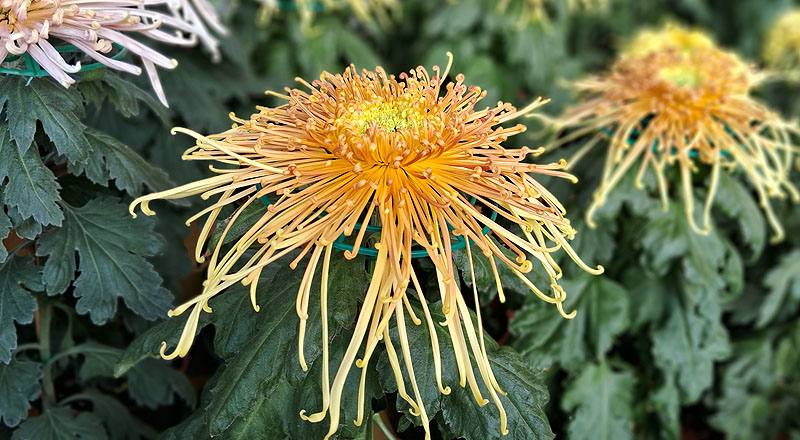 大菊 秋玲 (圖片4)