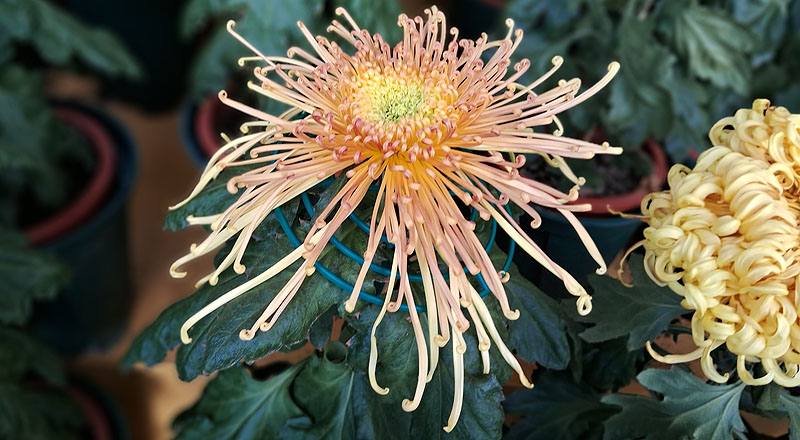 大菊 秋玲 (圖片3)