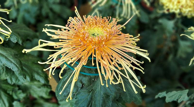 大菊 秋玲 (圖片1)