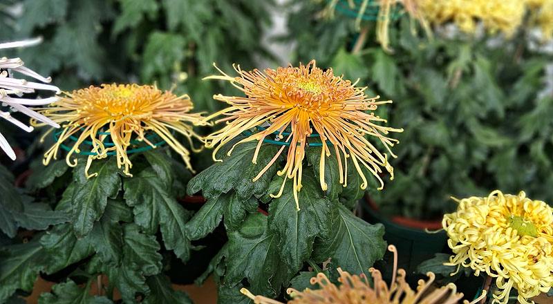 大菊 秋玲 (圖片5)