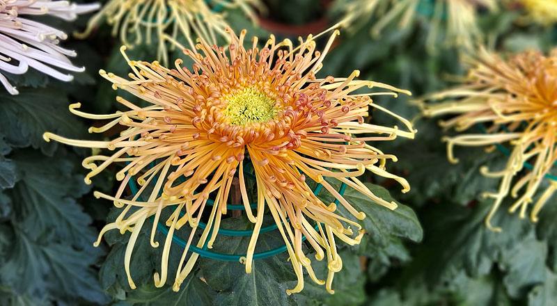 大菊 秋玲 (圖片2)