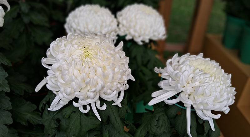 大菊 兼六白 (圖片3)