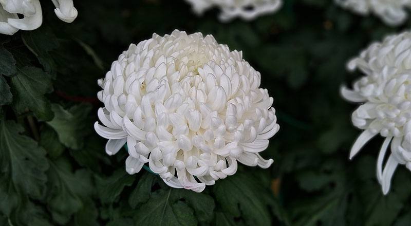 大菊 兼六白 (圖片1)