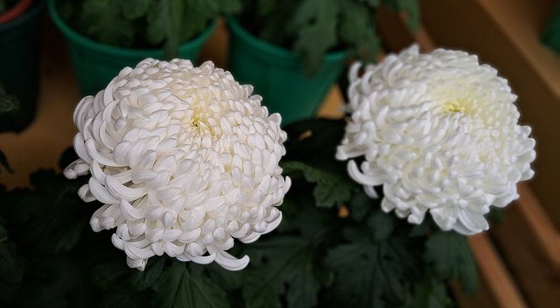 大菊 兼六白 (圖片2)