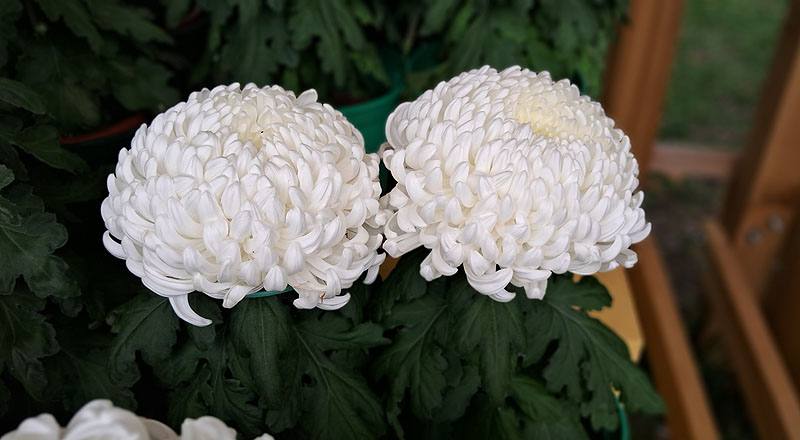 大菊 兼六白 (圖片4)