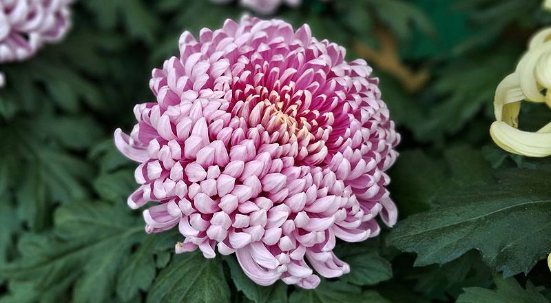 大菊 唐寶錦 (圖片1)