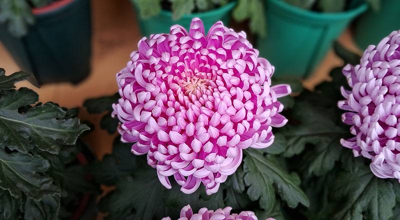 大菊 唐寶錦 (圖片3)