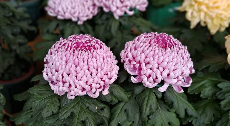 大菊 唐寶錦 (圖片4)