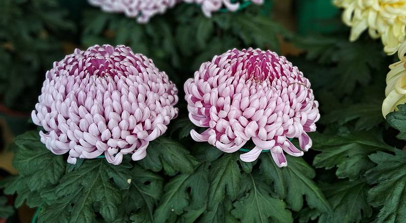 大菊 唐寶錦 (圖片5)