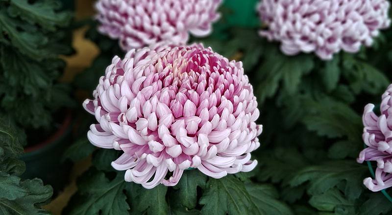 大菊 唐寶錦 (圖片2)