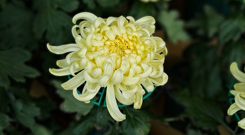 大菊 茜雲 實拍圖片1