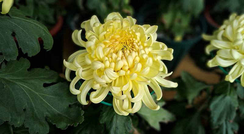 大菊 茜雲 實拍圖片4