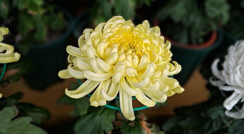 大菊 茜雲 實拍圖片3