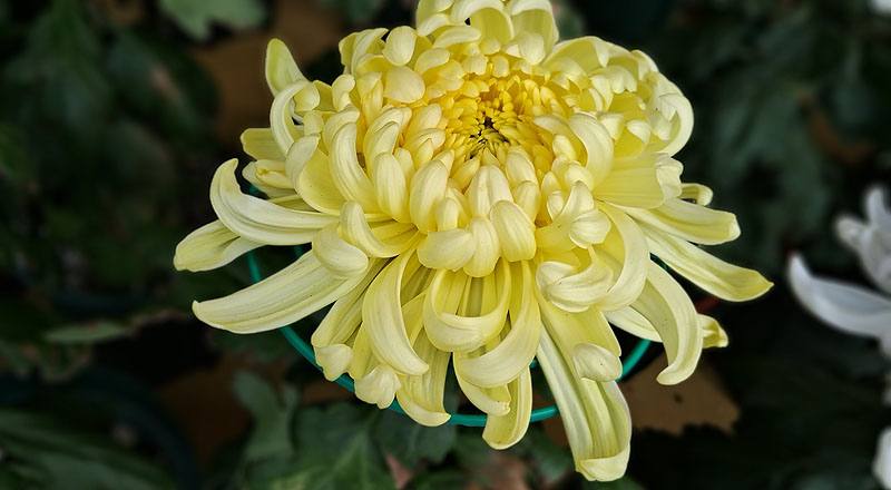 大菊 茜雲 實拍圖片2