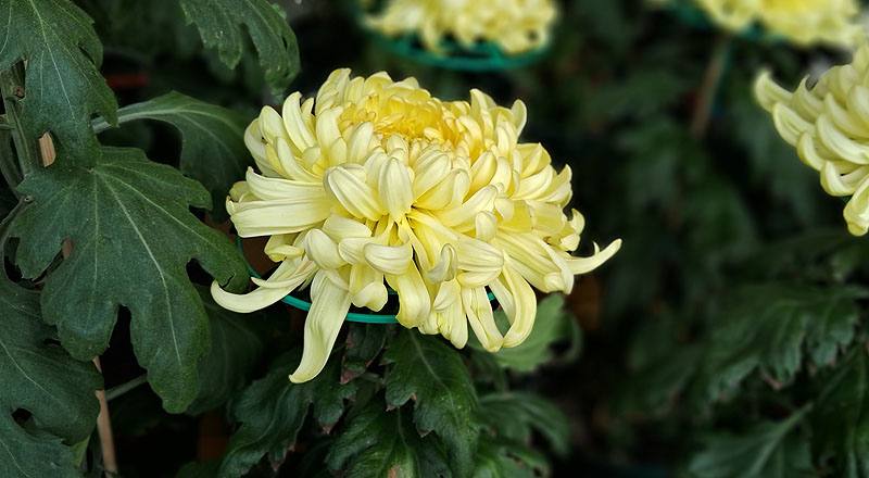 大菊 茜雲 實拍圖片5