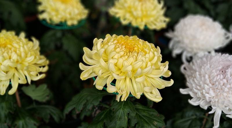 大菊 茜雲 實拍圖片6