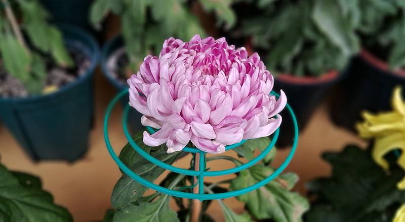 大菊 國華一芸 (圖片2)