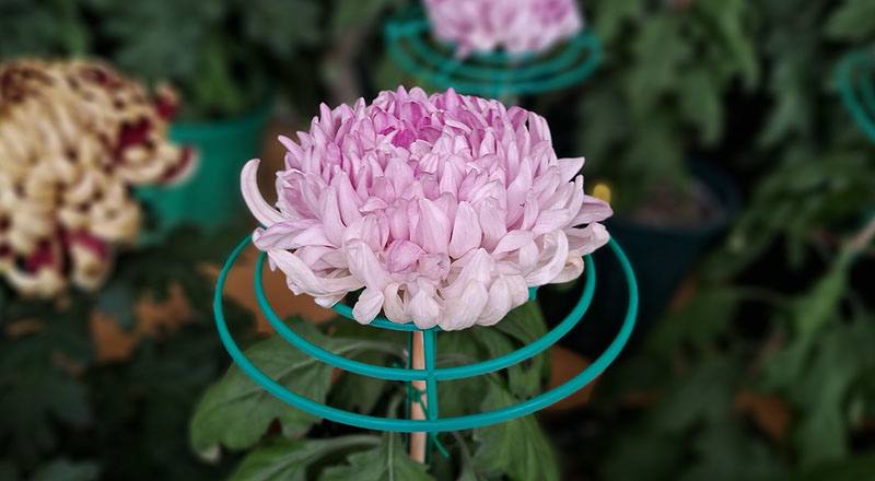 大菊 國華一芸 (圖片3)