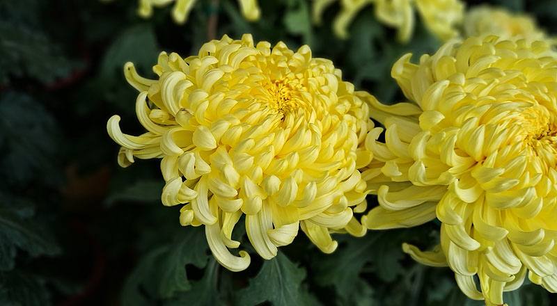 大菊 國華金越山 (圖片2)