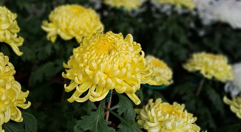 大菊 國華金越山 (圖片5)