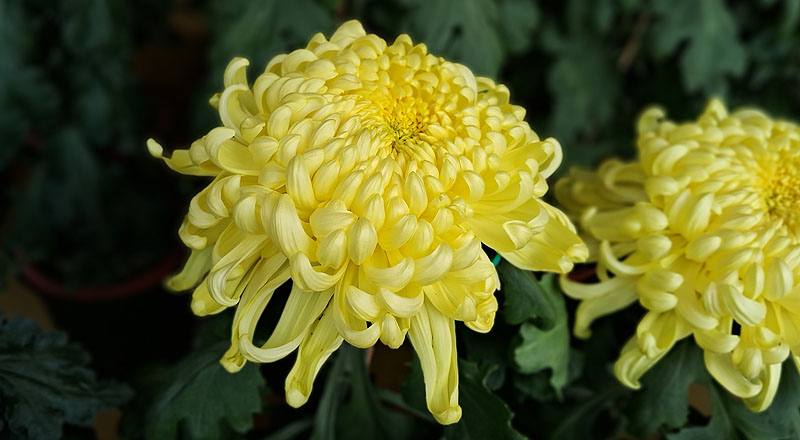 大菊 國華金越山 (圖片3)