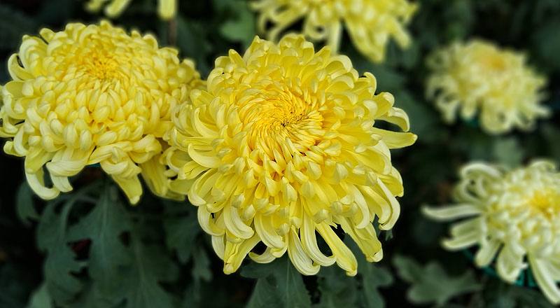 大菊 國華金越山 (圖片1)