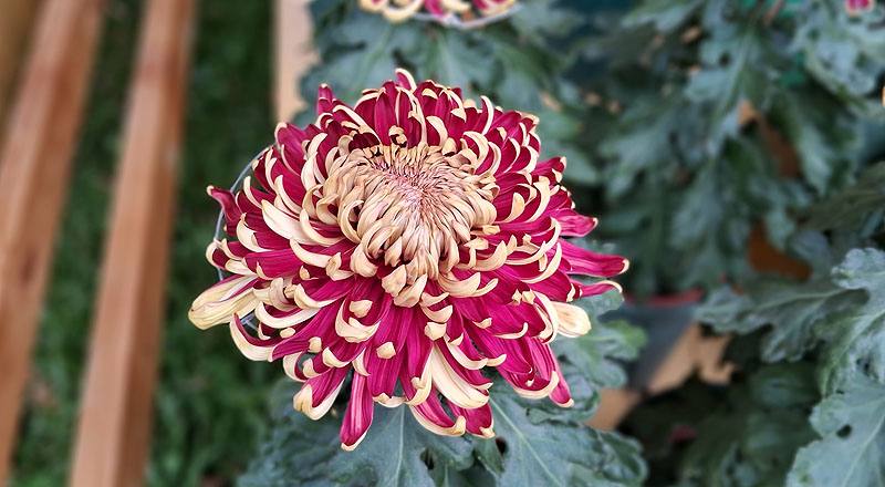 大菊 國華紅丹 (圖片2)