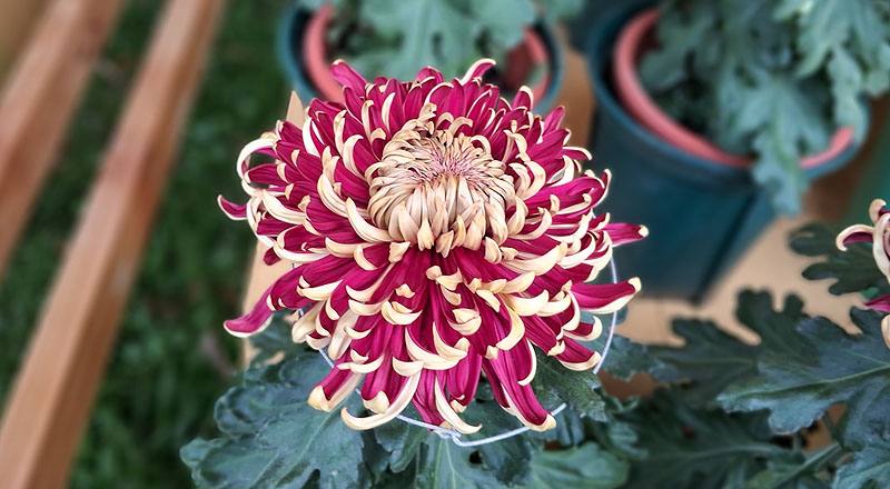 大菊 國華紅丹 (圖片3)