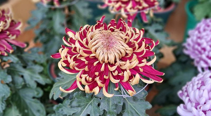 大菊 國華紅丹 (圖片1)