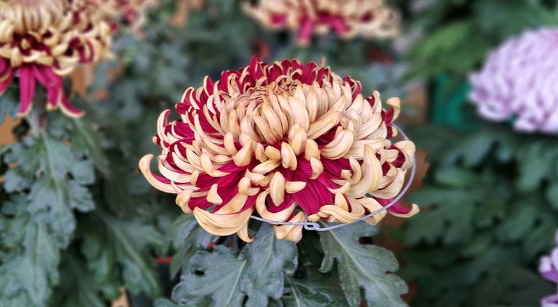 大菊 國華紅丹 (圖片4)