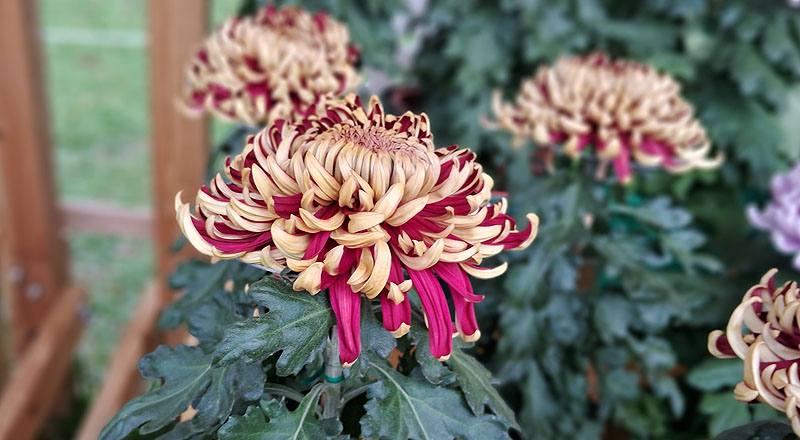 大菊 國華紅丹 (圖片5)