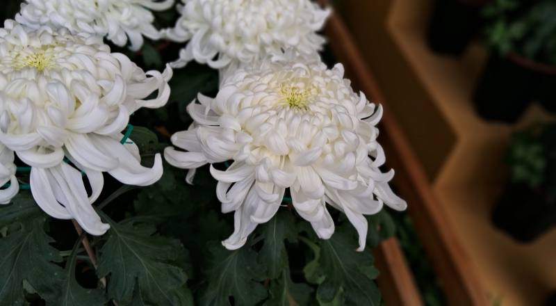 大菊 國華越山 (圖片1)